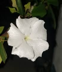 Image result for Thunbergia mildbraediana
