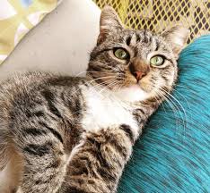 Alternatively, you may enter a specific animal name or animal. Available Barn Cats Adopt A Barn Cat From Wagging Dog Rescue