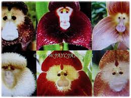 Mesmerising collage of Dracula simia ...