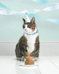 11 Cat Crafts That Are Perfect For Your Feline Friend Cat Birthday Cat Party Cat Crafts