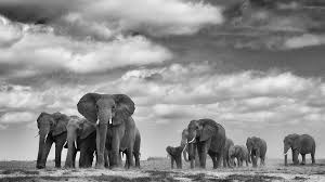 Beautiful Black And White Elephant Pictures Photography Animals Black White Animals Black And White Elephant Background Elephant Wallpaper