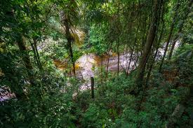 We did not find results for: Discover The Tree Top Walk Sungai Sedim Daytrip