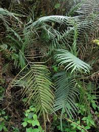Image result for Pteris