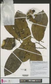 Image result for Sclerocroton