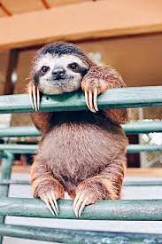 Happy International Sloth Day Cute Animals Sloth Life Sloth