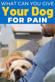 Pin On Foods Dogs Can Eat