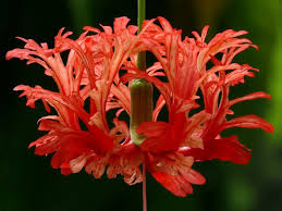 Image result for Hibiscus schizopetalus