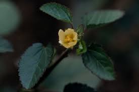Image result for Sida spinosa