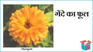 See more ideas about interesting facts in hindi, general knowledge facts, fun facts. Pin By Mohammad Vasim On Amazing Facts Marigold Flower Flowers Marigold
