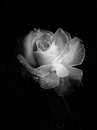 Best Black And White Nature Photographers Fishnet100 In 2020 Black And White Roses Nature Photography Flowers Flowers Photography
