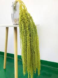 Image result for Amaranthus