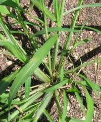 Image result for Rottboellia