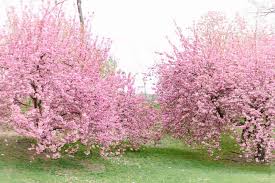 It has been celebrated for many centuries and holds a very prominent position in japanese culture. Cherry Blossoms Upper East Side Nyc Guide York Avenue