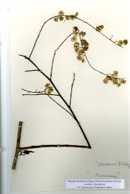 Image result for Gouania tiliifolia