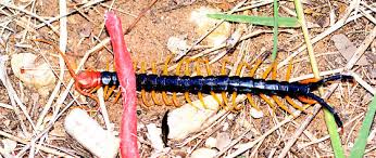 We did not find results for: Giant Texas Redheaded Centipede Scolopendra Heros Bugguide Net