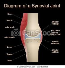 Extension and rotation of the hip origin: Bone Joint Diagram Labeled Black Background Synovial Joint Diagram Labeled Anatomy Chart With Two Bones Articular Canstock