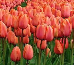 Red flowers that look like tulips. 50 Types Of Tulip Flowers With Pictures Flower Glossary