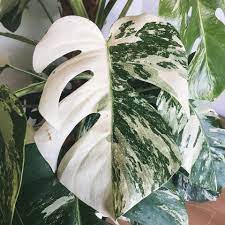 Monstera Deliciosa Variegated Thai Constellation Medium Size Tropics Home Plants Variegated Plants White Plants