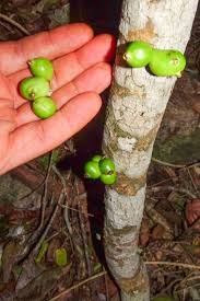 Image result for Eugenia malangensis