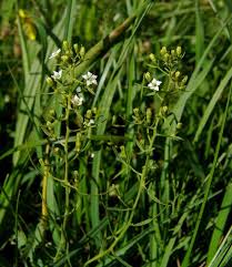 Image result for Thesium ussanguense