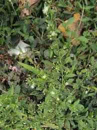 Image result for Scoparia