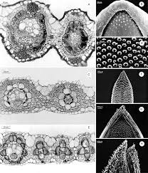 Image result for Danthoniopsis dinteri