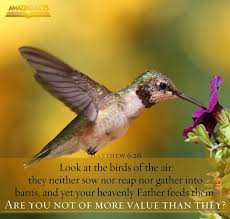 Look At The Birds Of The Air Nlt Pin On Happy Sabbath Feliz Sabado