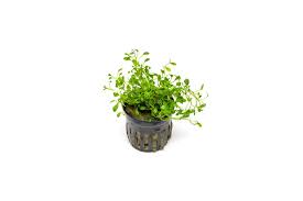 Image result for Glossostelma carsonii