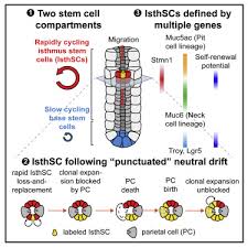 We did not find results for: Defining The Identity And Dynamics Of Adult Gastric Isthmus Stem Cells Sciencedirect