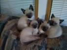 Siamese For Sale in Virginia - Hoobly Classifieds