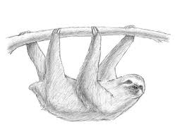 Draw an oval head and connected body. How To Draw A Sloth