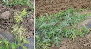 The germination of watermelon seeds ranged from 0 to 100%, and was significantly greater when seeds were subjected to priming with ga3, kno3, ca(no3)2 and water (control). Be Cautious When Using Low Tunnels For Early Watermelon Planting Purdue University Vegetable Crops Hotline