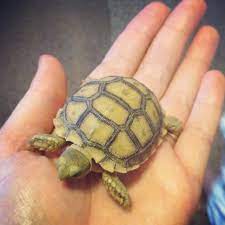 African Sulcata Tortoise Infant Tartaruga De Estimacao Animais Exoticos Estimacao