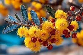 Image result for Embelia nilotica