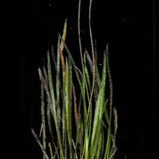 Image result for Ottelia kunenensis