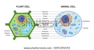 Plant cells, which are the fundamental units of the members of the plant the plant cells can be differentiated from the cellular structures of other organisms by the following these are the hollow rods whose primary function is to provide support, as well as shape to the cell. Clip Art Square Shape With Name Clipart Vacuole Clipart Stunning Free Transparent Png Clipart Images Free Download