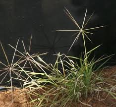 Image result for Enteropogon