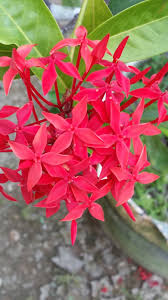 Bunga pokok ini yang berwarna merah muda banyak digunakan sebagai gubahan hiasan manakala tunas bunga ini dijadikan bahan memasak dalam masakan melayu seperti laksa dan nasi kerabu. Warisan Petani Pokok Siantan