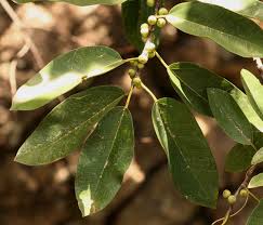 Image result for Ficus ingens