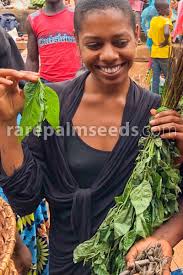 Image result for Corchorus olitorius