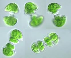 Image result for Satyrium orbiculare