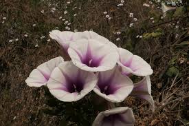 Image result for Ipomoea shirambensis