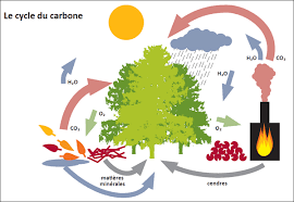 Le carbone, pas seulement une taxe, mais aussi un soin (1ère partie le dioxyde carbone). Biomasse Photosynthese Energie Biomasse Mtaterre