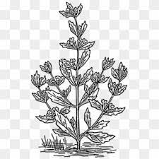 Lets go on an amazing adventure with our under the sea coloring pages, so many fantastic colors, beautiful fish, strange plants…! Spearmint Herbaceous Plant Drawing Coloring Book Plants Spearmint Coloring Page Hd Png Download 476x750 4545413 Pngfind