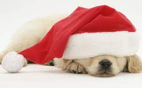 Check spelling or type a new query. Christmas Puppy Sleeping In A Santa Hat Christmas Puppy Puppy Wallpaper Merry Christmas Dog