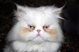 Whether it is their cute purrs, their lovely eye blinks, their hilarious antics, or their adorable personalities, cats make our lives better every single day. White Cute Kitten Free Stock Photos Download 8 131 Free Stock Photos For Commercial Use Format Hd High Resolution Jpg Images