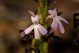 Image result for Striga gesnerioides