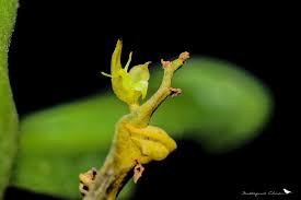 Image result for Bulbophyllum scaberulum