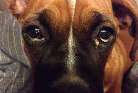 u sobaki gnoyatsya glaza prichiny chem lecht vydeleniya i gnoj chto kapat pri pokrasneniyah