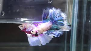 In a shop full of beautiful fresh water and marine fish, you can recognize the exotic fish within minutes. Rare Live Betta Fish Male Pink Marbled Blue Grizzle Rosetail Halfmoon Hm 443 Youtube